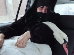 В Херсонской области активисты спасли замерзшего лебедя