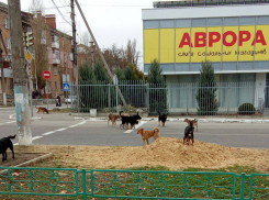 В Новой Каховке заметили нашествие бродячих собак