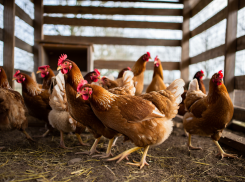 Херсонцам предложили топить дома куриным помётом