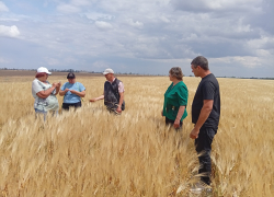 В Россельхозцентре раскрыли реальную обстановку с потерей урожая в Херсонской области