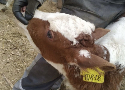 В Херсонскую область пытались завезти 28 загадочных телят