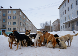 Скадовчане пожаловались на отсутствие электричества, спекуляцию топливом и бродячих собак