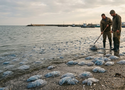 Медузы в Азовском море у берегов Херсонщины станут сырьем для медицинского коллагена