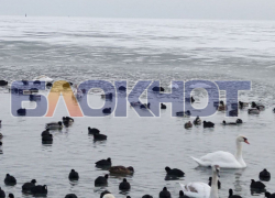 В Скадовске лебеди погибают от холода и отсутствия пищи