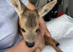 Бойцы армии России спасли оленёнка в Херсонской области 