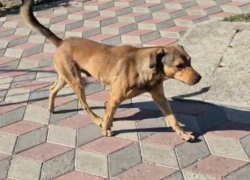 Стая бродячих собак терроризирует жителей Геническа — власти молчат