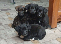 Московский зоопарк принял шефство над собачьим приютом в Геническе