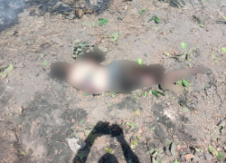 СК проведёт расследование после гибели трех человек от обстрелов Херсонщины ВСУ