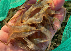 В Херсонщине выловили более 58 тонн черноморской креветки в этом году