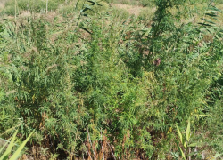 Херсонские правоохранители открыли охоту на запрещенные растения