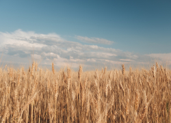 Херсонщина удвоила площадь апробации семенных посевов