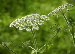 С 1 марта 2026 года жителям Херсонщины придётся травить ядовитого захватчика по закону