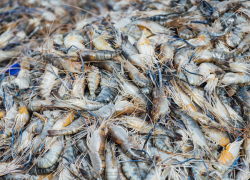 На Херсонщине задержали браконьеров с креветками на 1 миллион рублей