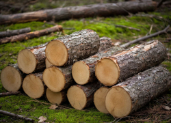 Срубленные деревья в крымских парках отправляют херсонским бойцам