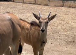Впервые за 10 лет в «Аскании-Нова» родился редчайший детёныш антилопы канна