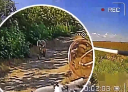 На видео попал момент спасения херсонца от военкомов российским дроном