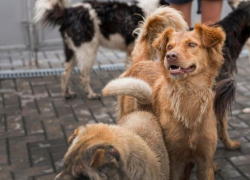 «Покусали женщину и ребёнка»: Геническ страдает от свор бездомных собак