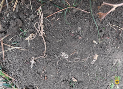 Херсонка украла золото у друга и закопала в поле