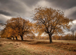 Срывает крыши и рвёт провода: на Херсонщину обрушится ураганный ветер