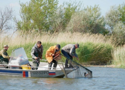 Количество рыбы в Азовском море достигло исторического минимума