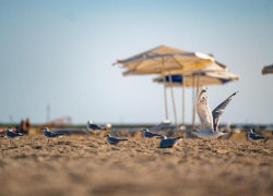 Кастюкевич: на благоустройство 18 пляжей Херсонщины потратят 340 миллионов рублей