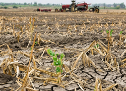 Херсонская область потеряла свыше 600 млн руб из-за засухи