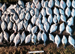 Житель Геническа нарвался на уголовное дело за вылов рыбы в Утлюкском лимане