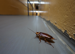 Прокуратура Херсонщины наказала управляющую компанию из-за тараканов в многоэтажках