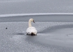 Сотрудники МЧС отказались помогать в спасении погибающего лебедя под Геническом