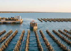 Устриц начнут разводить в Кланчакском округе Херсонщины 
