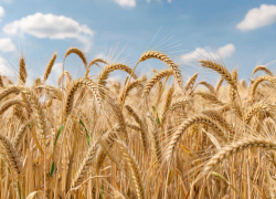 Аграрии Херсонщины планировали сбыть десятки тонн загадочного зерна