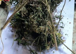 В Херсонской области мужчине грозит срок за употребление дурман-травы