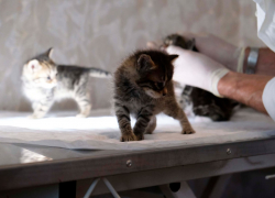 В Херсонской области ветеринар из Росгвардии осмотрел бездомных котят и щенков