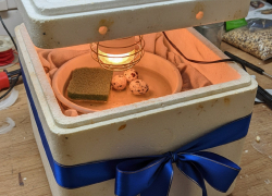 Омбудсмен Львова-Белова подарит херсонскому мальчику инкубатор на Новый год