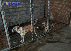 Полсотни оголодавших псов могут захватить улицы Херсона