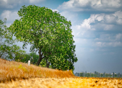 Названы округа Херсонщины с наибольшим туристическим потенциалом