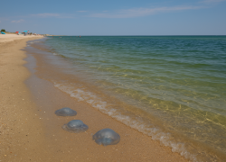 «Блокнот Херсон» посетил пляжи Геническа и узнал состояние медуз в Азовском море 