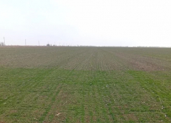 Россельхозцентр проверил 50 тысяч гектаров земель Херсонской области на наличие вредителей