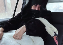 В Херсонской области активисты спасли замерзшего лебедя