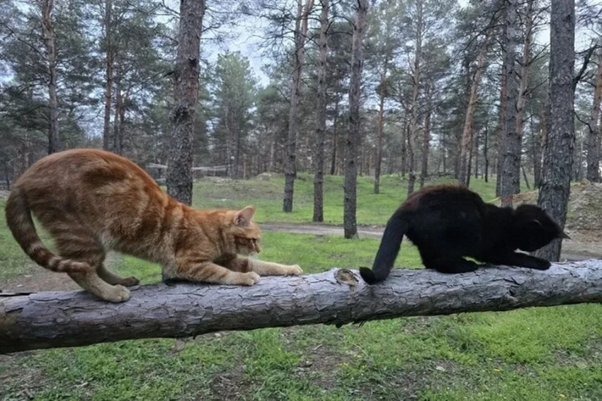 Блиндажные коты спасают бойцов от мышей и тоски на Херсонском направлении