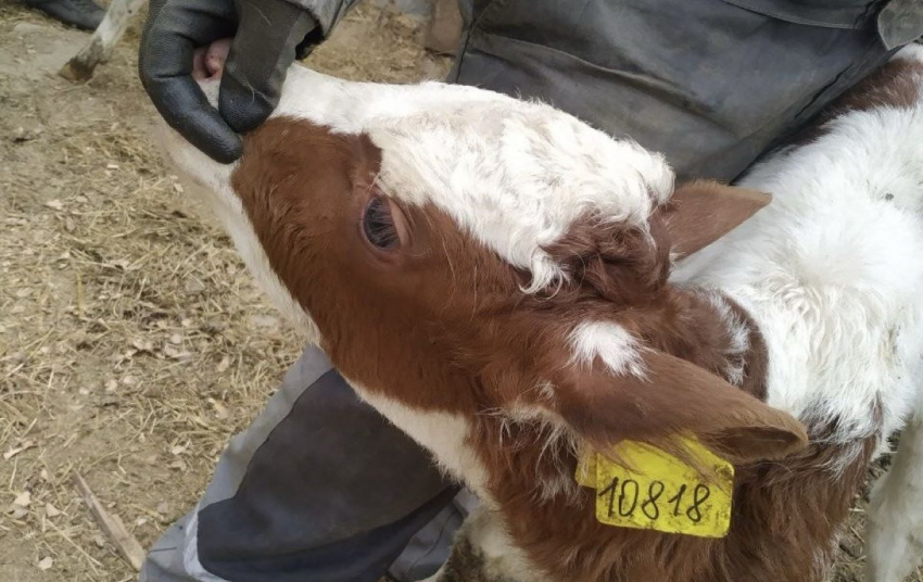 В Херсонскую область пытались завести 28 загадочных телят