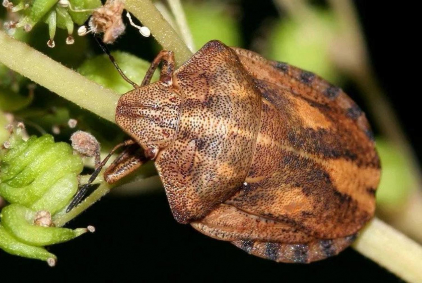 Засилье паразитов может настигнуть аграриев Херсонщины в этом году