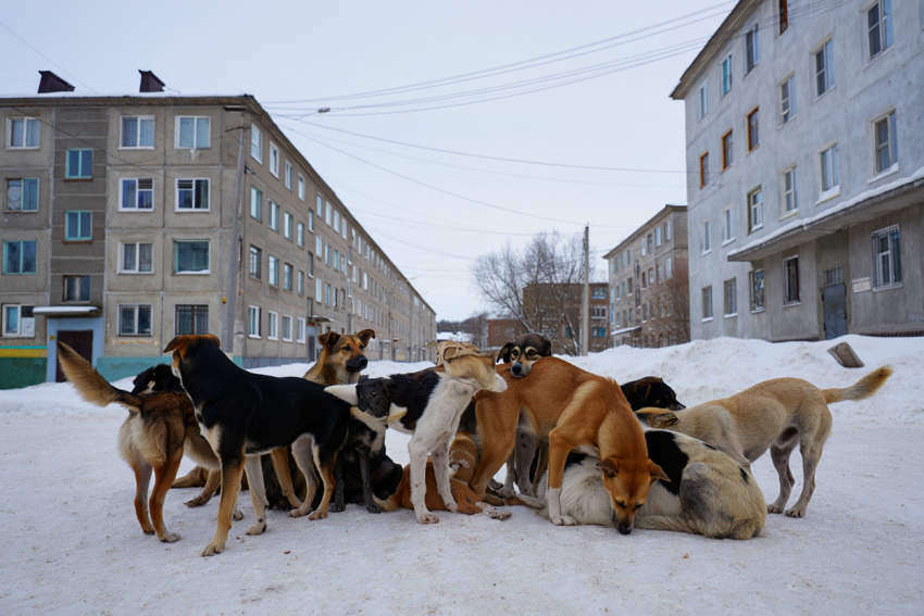Скадовчане пожаловались на отсутствие электричества, спекуляцию топливом и бродячих собак