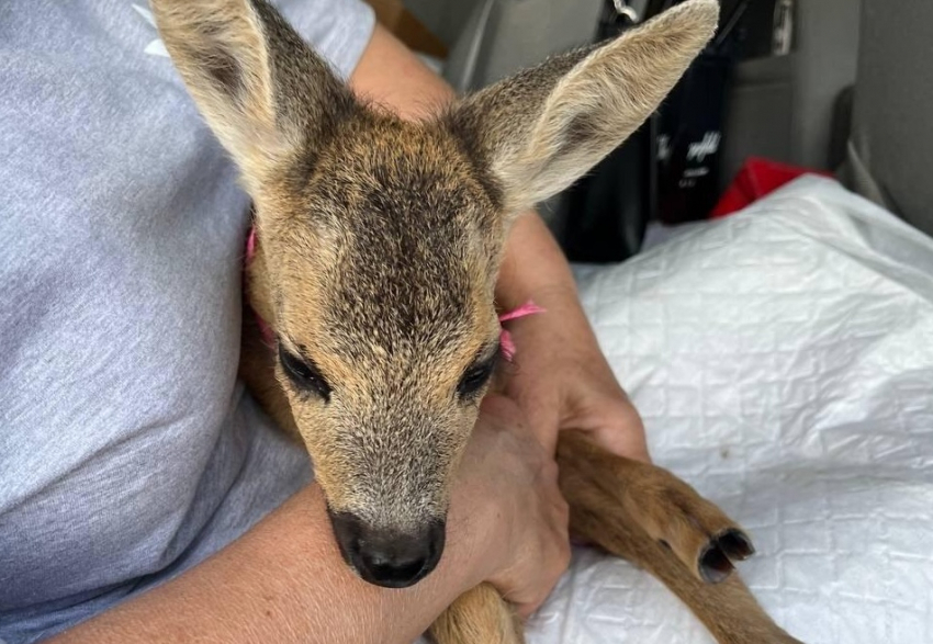 Оленёнка из Херсонской области, спасенного бойцами РФ, убили дикие звери 