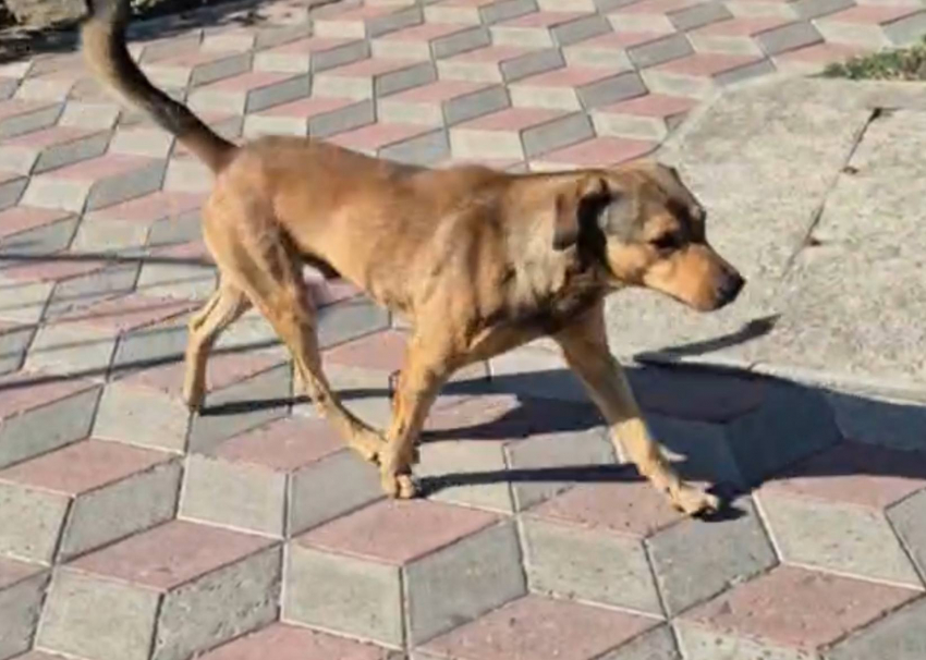 Стая бродячих собак терроризирует жителей Геническа — власти молчат