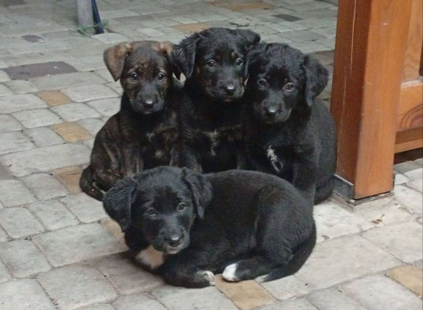 Московский зоопарк принял шефство над собачьим приютом в Геническе