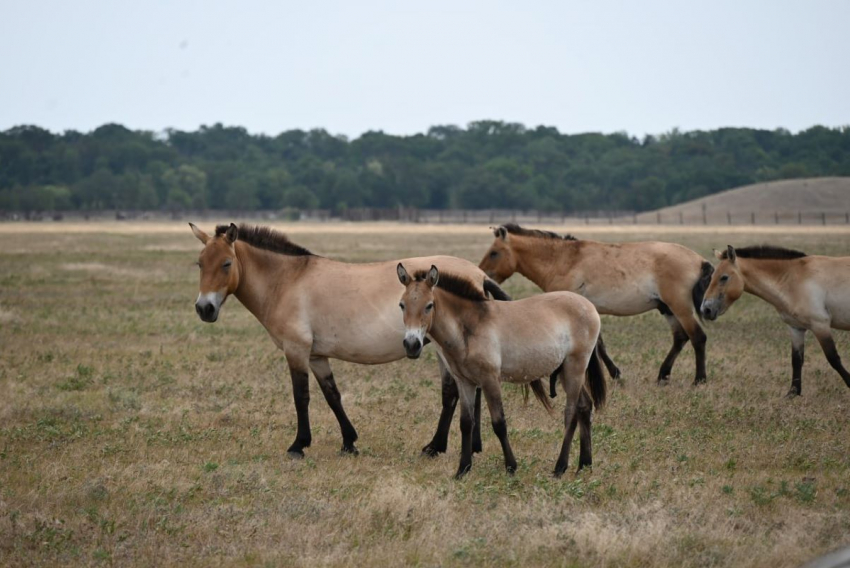 «Аскания-Нова» и Московский зоопарк создадут альянс для сохранения биоразнообразия