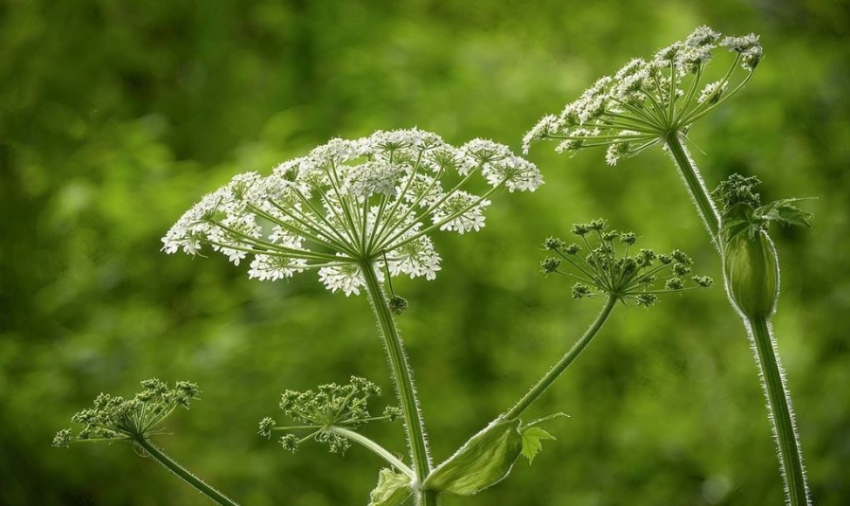 С 1 марта 2026 года жителям Херсонщины придётся травить ядовитого захватчика по закону