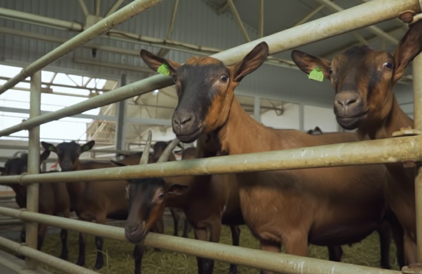 1300 литров молока со вкусом пломбира за сутки производят козы в Херсонской области