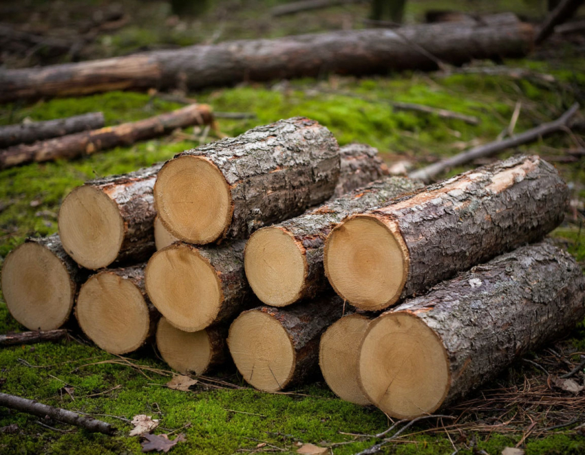 Срубленные деревья в крымских парках отправляют херсонским бойцам